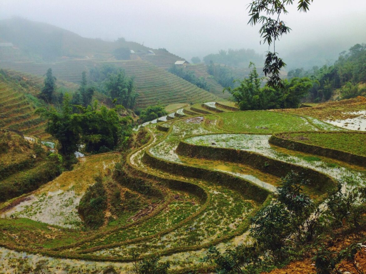 Rice Terraces - Sapa Travel Guide