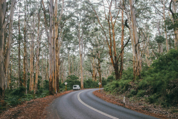 Giant Trees - Traveling To Australia