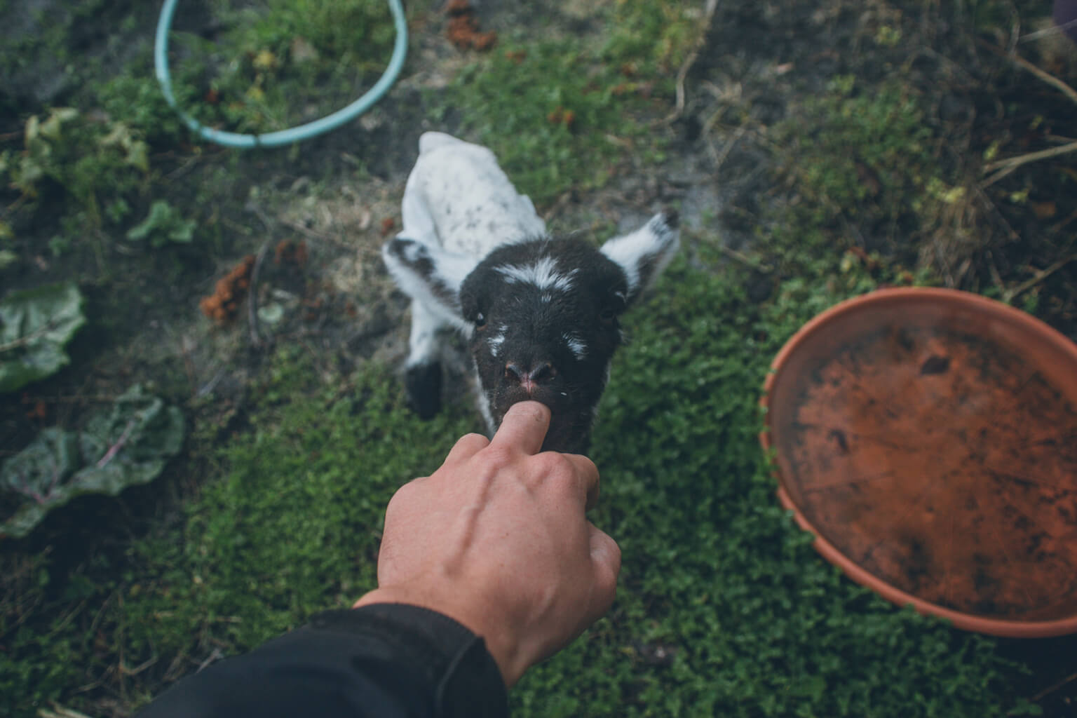 Bottle Feeding A Newborn Lamb