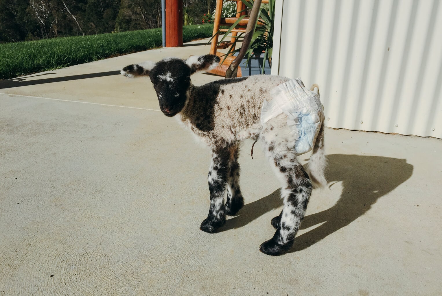 Bottle Feeding A Newborn Lamb