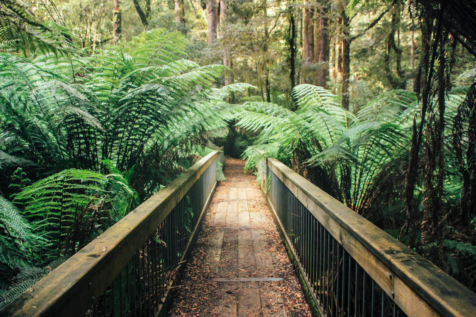 Melba Gully National Park - Best Stops Along The Great Ocean Road