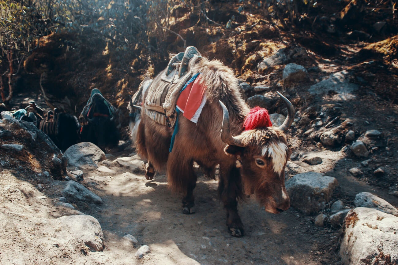 Yaks on the trail - The Ultimate Guide To Doing The Everest Base Camp Trek Without A Guide